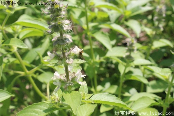 <a href='http://www.hn123.net.cn/yaocaizhongzi/2333.html' target='_blank'>荊芥種子</a>