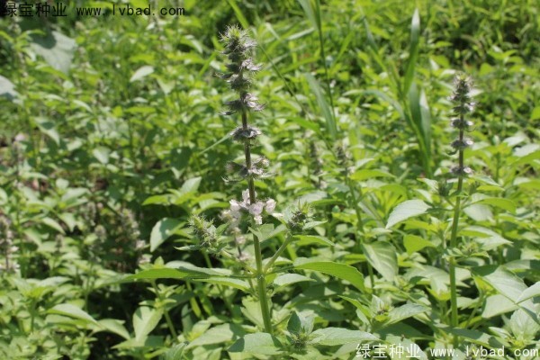 荊芥<a href='http://www.hn123.net.cn/' target='_blank'>種子</a>