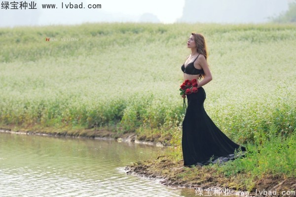 <a href='http://www.hn123.net.cn/yaocaizhongzi/2336.html' target='_blank'>甜蕎麥種子</a>