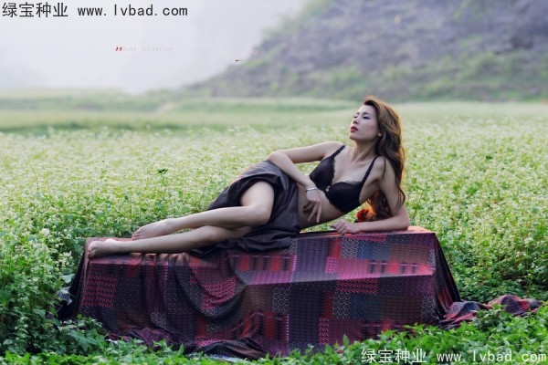 甜<a href='http://www.hn123.net.cn/yaocaizhongzi/2311.html' target='_blank'>蕎麥種子</a>