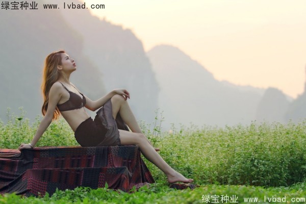 <a href='http://www.hn123.net.cn/yaocaizhongzi/2336.html' target='_blank'>甜蕎麥</a><a href='http://www.hn123.net.cn/' target='_blank'>種子</a>