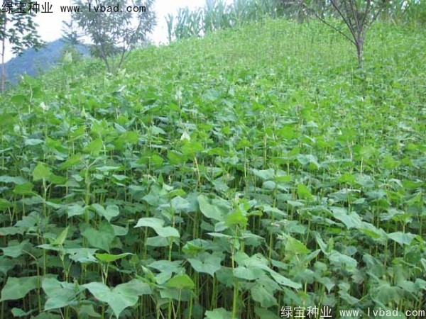 甜<a href='http://www.hn123.net.cn/yaocaizhongzi/2311.html' target='_blank'>蕎麥種子</a>