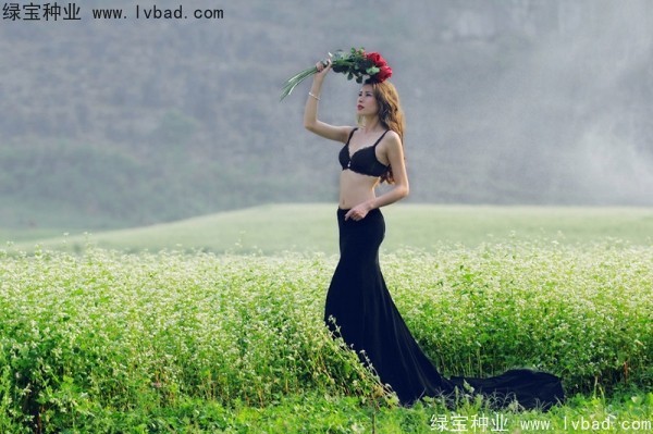 <a href='http://www.hn123.net.cn/yaocaizhongzi/2336.html' target='_blank'>甜蕎麥種子</a>