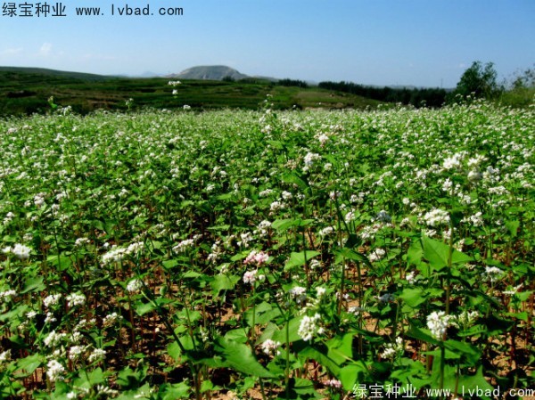 苦<a href='http://www.hn123.net.cn/yaocaizhongzi/2311.html' target='_blank'>蕎麥種子</a>