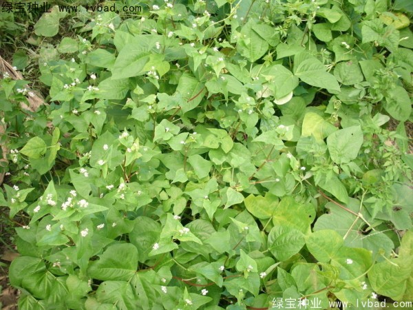 <a href='http://www.hn123.net.cn/yaocaizhongzi/2337.html' target='_blank'>苦蕎麥種子</a>