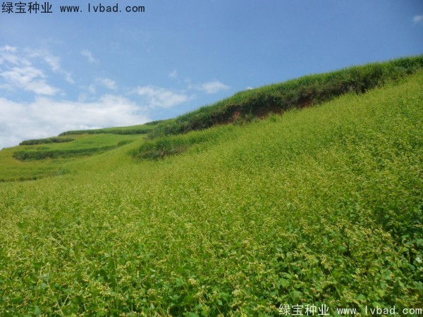 苦<a href='http://www.hn123.net.cn/yaocaizhongzi/2311.html' target='_blank'>蕎麥種子</a>
