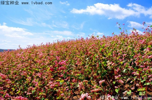 <a href='http://www.hn123.net.cn/yaocaizhongzi/2337.html' target='_blank'>苦蕎麥種子</a>