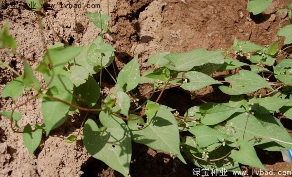 <a href='http://www.hn123.net.cn/yaocaizhongzi/2337.html' target='_blank'>苦蕎麥</a><a href='http://www.hn123.net.cn/' target='_blank'>種子</a>