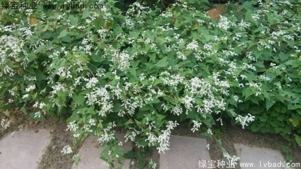 <a href='http://www.hn123.net.cn/yaocaizhongzi/2337.html' target='_blank'>苦蕎麥種子</a>