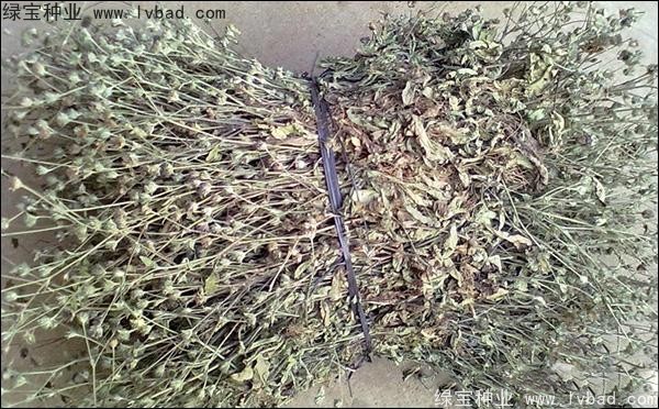 <a href='http://www.hn123.net.cn/yaocaizhongzi/2338.html' target='_blank'>白花蛇草種子</a>