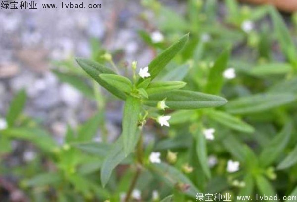 白花蛇草<a href='http://www.hn123.net.cn/' target='_blank'>種子</a>
