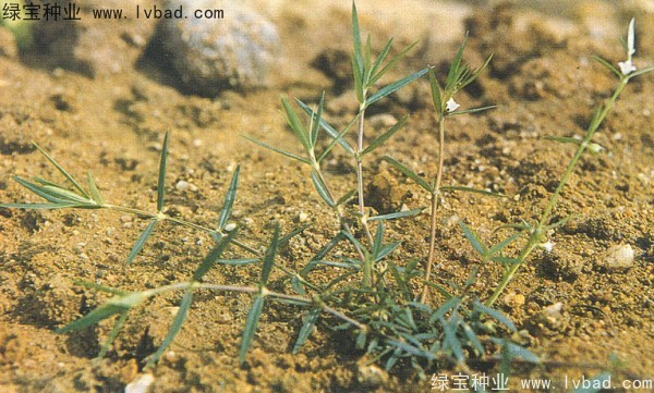 白花蛇草<a href='http://www.hn123.net.cn/' target='_blank'>種子</a>