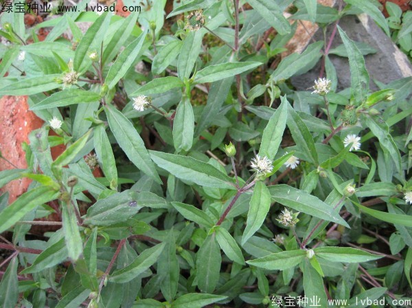 <a href='http://www.hn123.net.cn/yaocaizhongzi/2338.html' target='_blank'>白花蛇草種子</a>