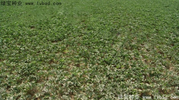 <a href='http://www.hn123.net.cn/yaocaizhongzi/2342.html' target='_blank'>北沙參種子</a>
