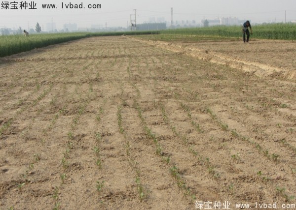 <a href='http://www.hn123.net.cn/yaocaizhongzi/2342.html' target='_blank'>北沙參</a><a href='http://www.hn123.net.cn/' target='_blank'>種子</a>