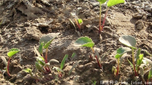 <a href='http://www.hn123.net.cn/yaocaizhongzi/2342.html' target='_blank'>北沙參種子</a>