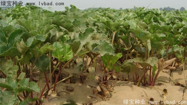 北沙參<a href='http://www.hn123.net.cn/' target='_blank'>種子</a>