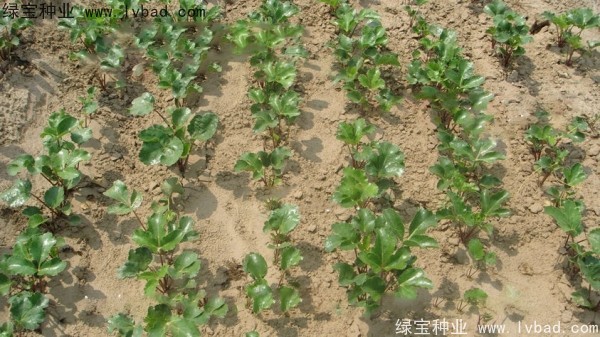 <a href='http://www.hn123.net.cn/yaocaizhongzi/2342.html' target='_blank'>北沙參種子</a>