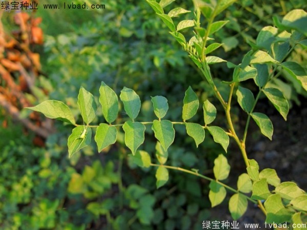 甘草<a href='http://www.hn123.net.cn/' target='_blank'>種子</a>