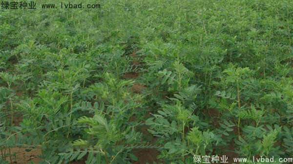 <a href='http://www.hn123.net.cn/yaocaizhongzi/2353.html' target='_blank'>黃芪</a><a href='http://www.hn123.net.cn/' target='_blank'>種子</a>