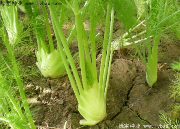茴香<a href='http://www.hn123.net.cn/' target='_blank'>種子</a>
