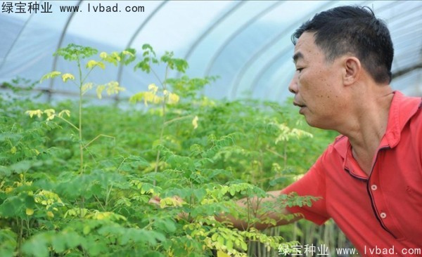 <a href='http://www.hn123.net.cn/yaocaizhongzi/2359.html' target='_blank'>辣木樹種子</a>