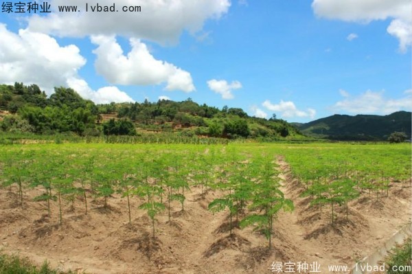 辣木樹<a href='http://www.hn123.net.cn/' target='_blank'>種子</a>