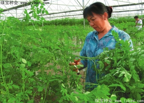 <a href='http://www.hn123.net.cn/yaocaizhongzi/2359.html' target='_blank'>辣木樹種子</a>