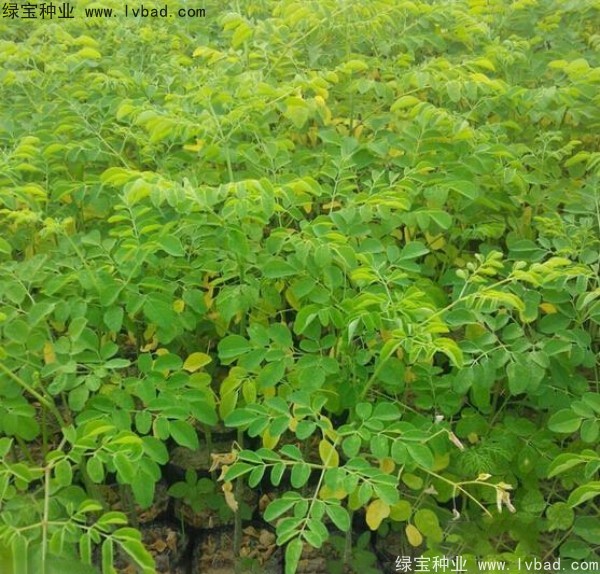 辣木樹<a href='http://www.hn123.net.cn/' target='_blank'>種子</a>