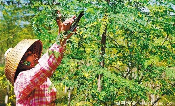 <a href='http://www.hn123.net.cn/yaocaizhongzi/2359.html' target='_blank'>辣木樹種子</a>