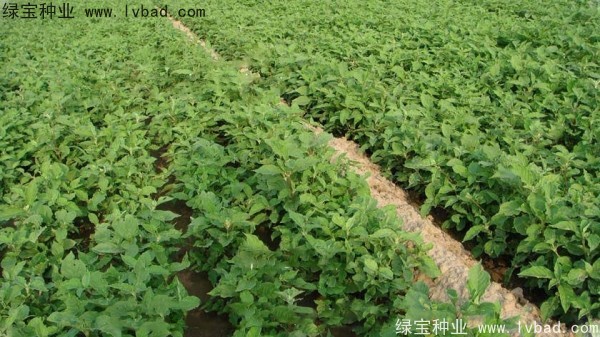 <a href='http://www.hn123.net.cn/yaocaizhongzi/2361.html' target='_blank'>牛夕子</a><a href='http://www.hn123.net.cn/' target='_blank'>種子</a>