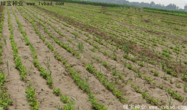 <a href='http://www.hn123.net.cn/yaocaizhongzi/2361.html' target='_blank'>牛夕子種子</a>