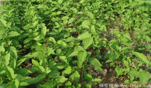 牛夕子<a href='http://www.hn123.net.cn/' target='_blank'>種子</a>