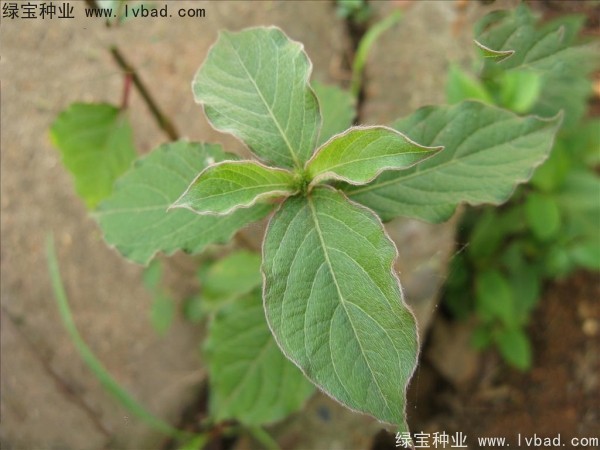 <a href='http://www.hn123.net.cn/yaocaizhongzi/2362.html' target='_blank'>牛膝種子</a>