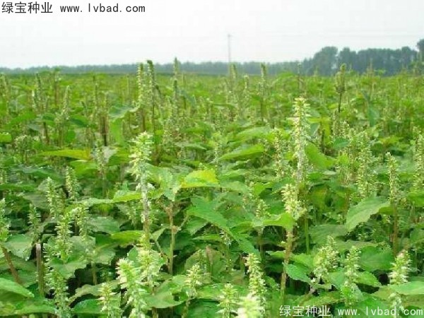 <a href='http://www.hn123.net.cn/yaocaizhongzi/2362.html' target='_blank'>牛膝種子</a>