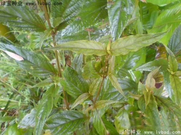 牛膝<a href='http://www.hn123.net.cn/' target='_blank'>種子</a>