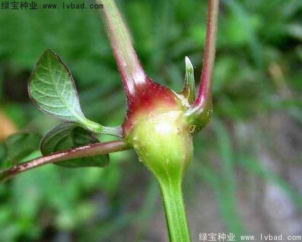 <a href='http://www.hn123.net.cn/yaocaizhongzi/2362.html' target='_blank'>牛膝種子</a>