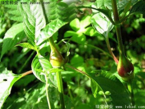 牛膝<a href='http://www.hn123.net.cn/' target='_blank'>種子</a>