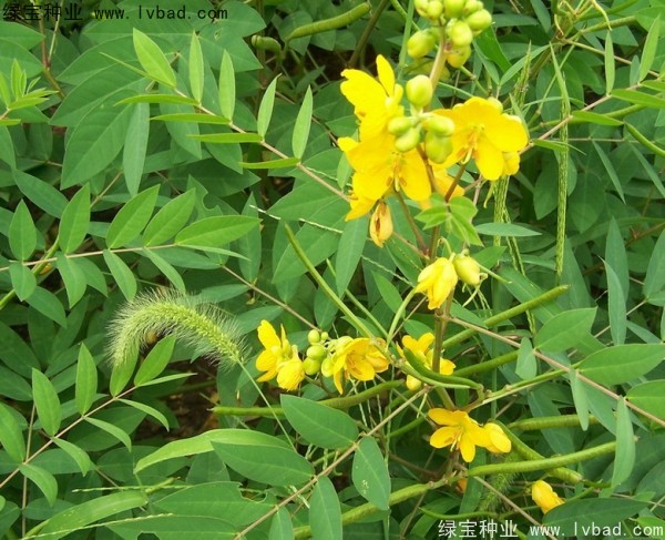 <a href='http://www.hn123.net.cn/yaocaizhongzi/2366.html' target='_blank'>蛇滅門種子</a>