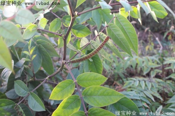 蛇滅門<a href='http://www.hn123.net.cn/' target='_blank'>種子</a>
