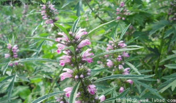 <a href='http://www.hn123.net.cn/yaocaizhongzi/2370.html' target='_blank'>益母草</a><a href='http://www.hn123.net.cn/' target='_blank'>種子</a>