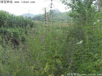 益母草種子