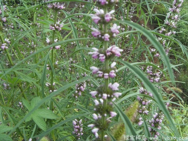 <a href='http://www.hn123.net.cn/yaocaizhongzi/2370.html' target='_blank'>益母草種子</a>