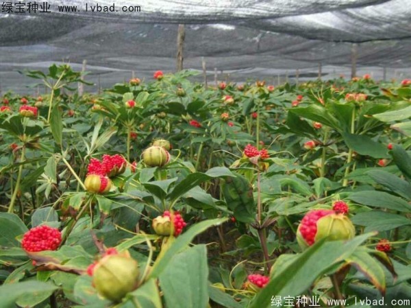 <a href='http://www.hn123.net.cn/yaocaizhongzi/2373.html' target='_blank'>重樓種子</a>