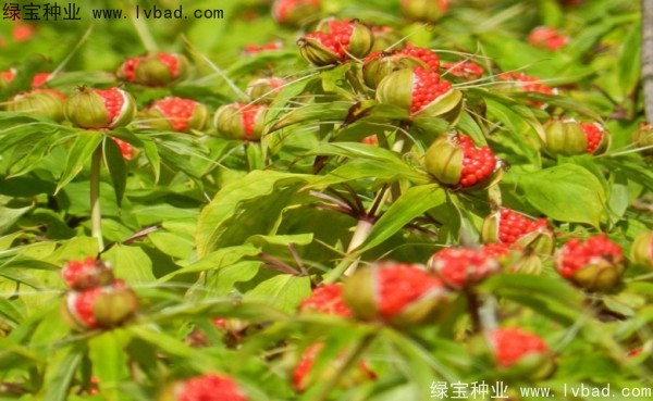 重樓<a href='http://www.hn123.net.cn/' target='_blank'>種子</a>