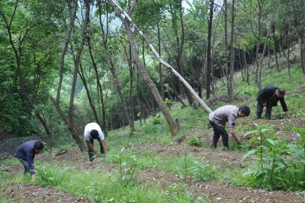<a href='http://www.hn123.net.cn/yaocaizhongzi/2368.html' target='_blank'>天麻種子</a>發(fā)芽出苗圖片