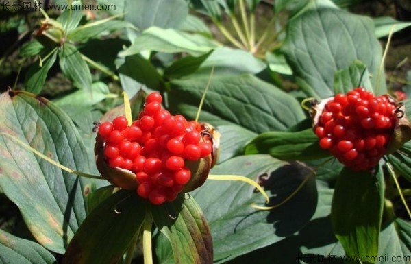<a href='http://www.hn123.net.cn/yaocaizhongzi/2348.html' target='_blank'>獨角蓮種子</a>發(fā)芽出苗圖片