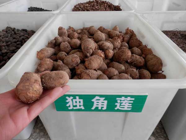 <a href='http://www.hn123.net.cn/yaocaizhongzi/2348.html' target='_blank'>獨角蓮</a>種球種根圖片