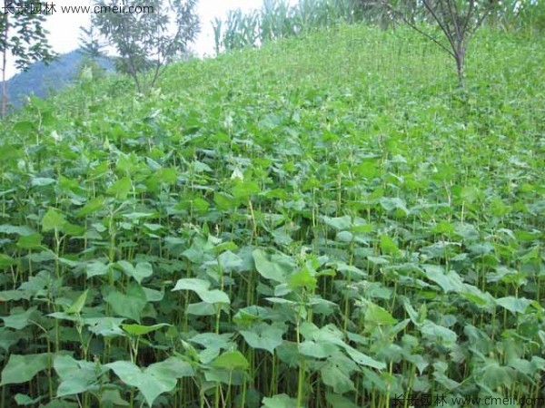 <a href='http://www.hn123.net.cn/yaocaizhongzi/2311.html' target='_blank'>蕎麥</a><a href='http://www.hn123.net.cn/' target='_blank'>種子</a>發(fā)芽出苗圖片