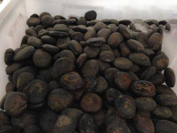 <a href='http://www.hn123.net.cn/linmuzhongzi/2267.html' target='_blank'>平安豆種子</a>圖片